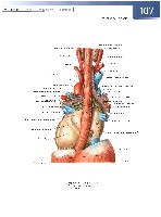 Sobotta  Atlas of Human Anatomy  Trunk, Viscera,Lower Limb Volume2 2006, page 114